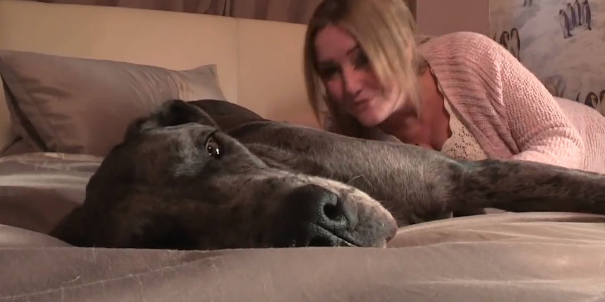 wife fucked by great dane