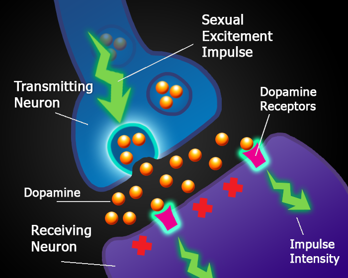 Muffy recommendet orgasm Dopamine in