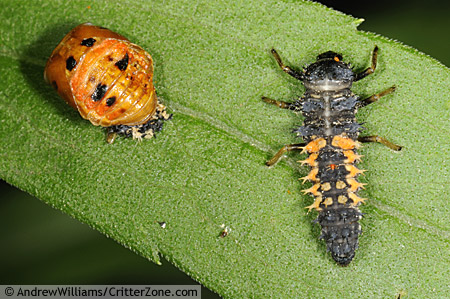 Asian lady beetle harmonia axyridis