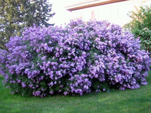 Cherry reccomend Care for a mature lilac bush