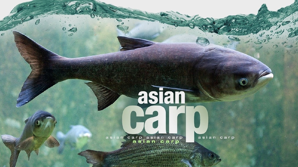 best of Pettition Asian carp