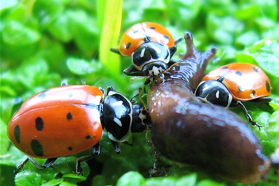 Asian lady beetle harmonia axyridis