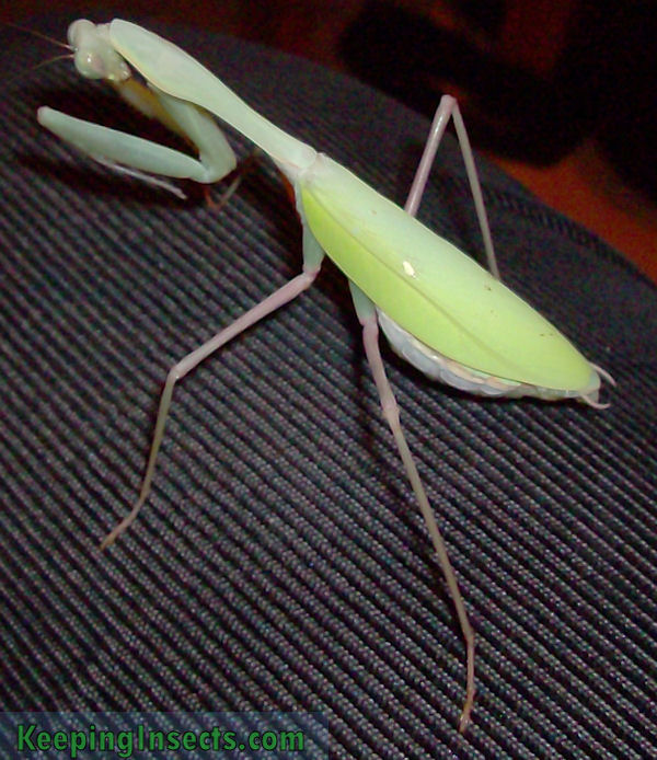 Asian mantis care